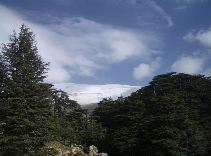 Cedars